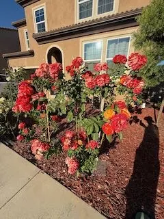 Roses growing in Mo’s evolving garden
