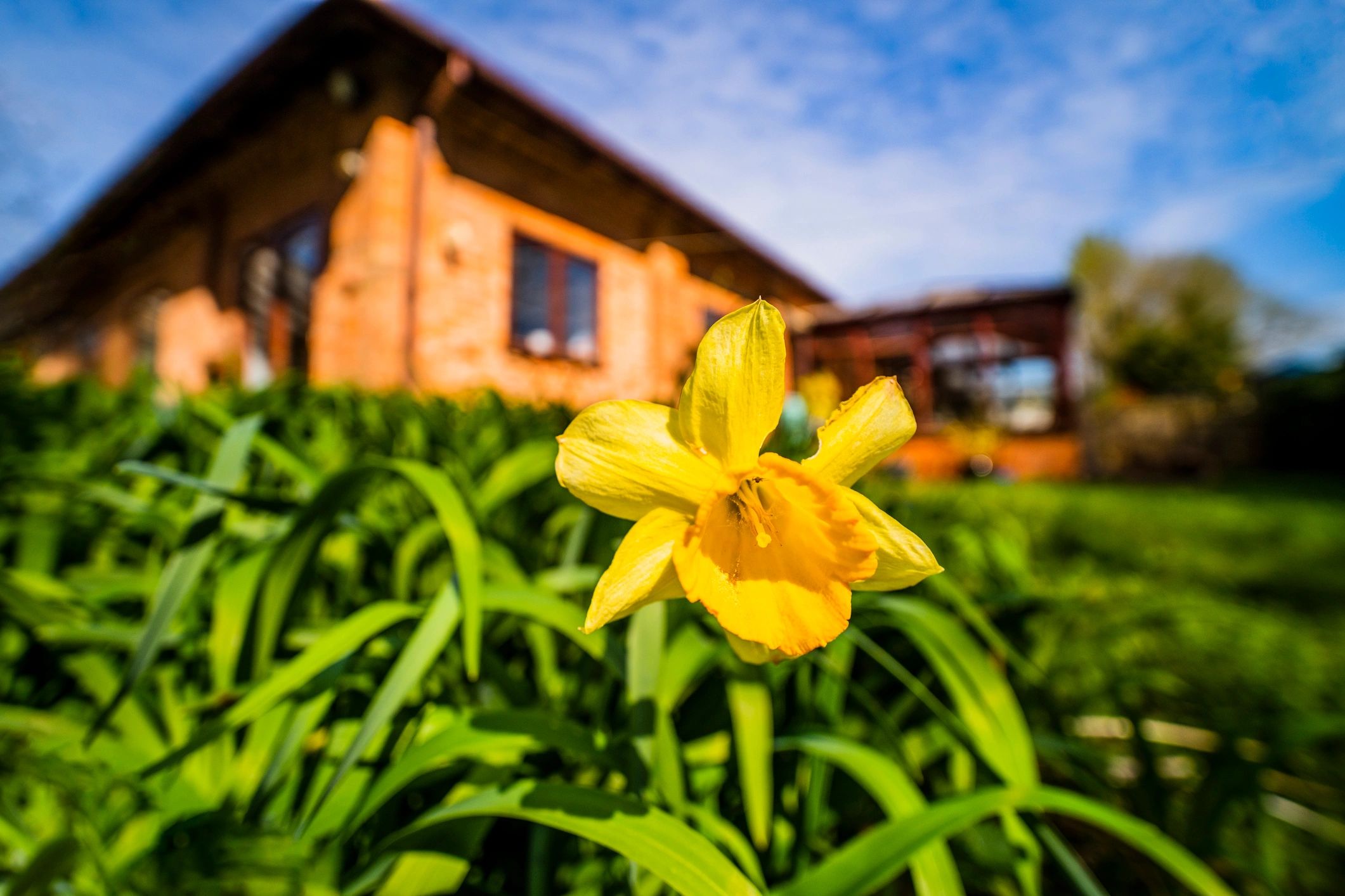 Spring daffodils in a sunlit garden